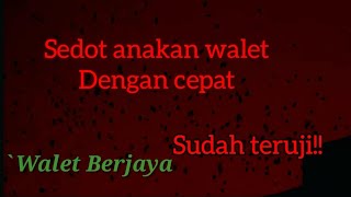 Suara panggil walet sudah teruji kami gratiskan untuk anda