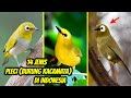 Burung Pleci Kacamata Jawa: Misteri, Mitos, dan Keindahan Suara Merdu