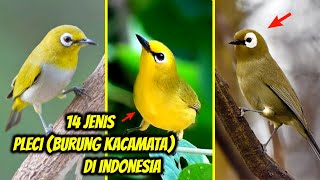 14 Jenis Pleci Terbaik Suara Paling Bagus di Indonesia (Beserta Ciri2nya) LENGKAP