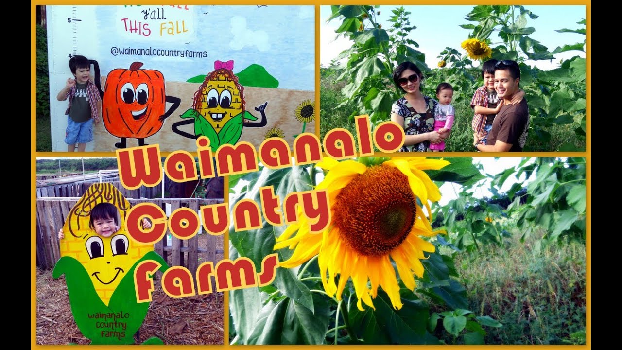 WAIMANALO COUNTRY FARMS in Oahu, Hawaii PUMPKIN PATCH 2014 Giant