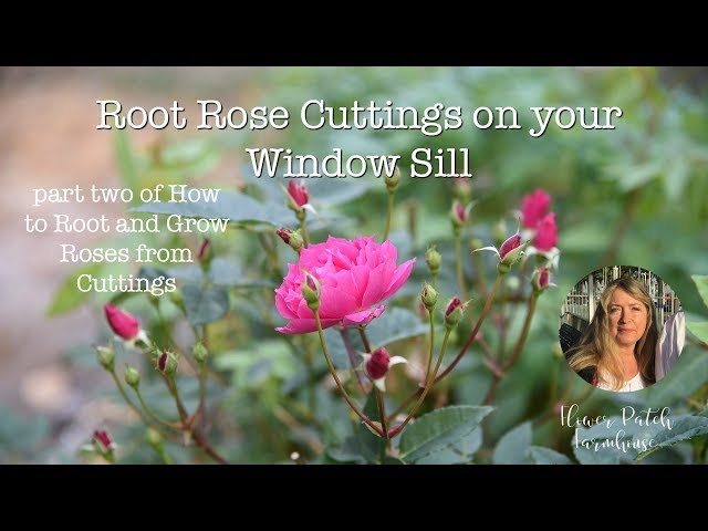 How To Set Up a Propagation Box for Beginners - The Peculiar Rose