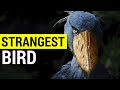 The Shoebill is the strangest bird in the world.