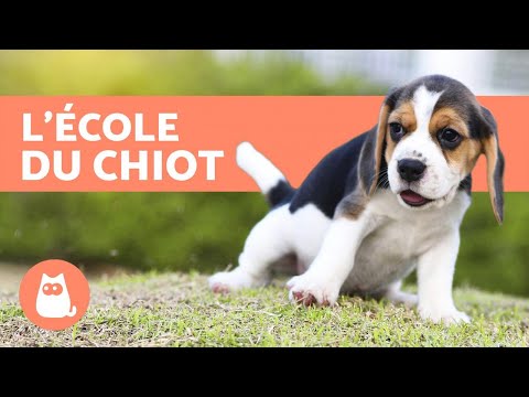 Vidéo: Comment élever Un Chiot Terrier