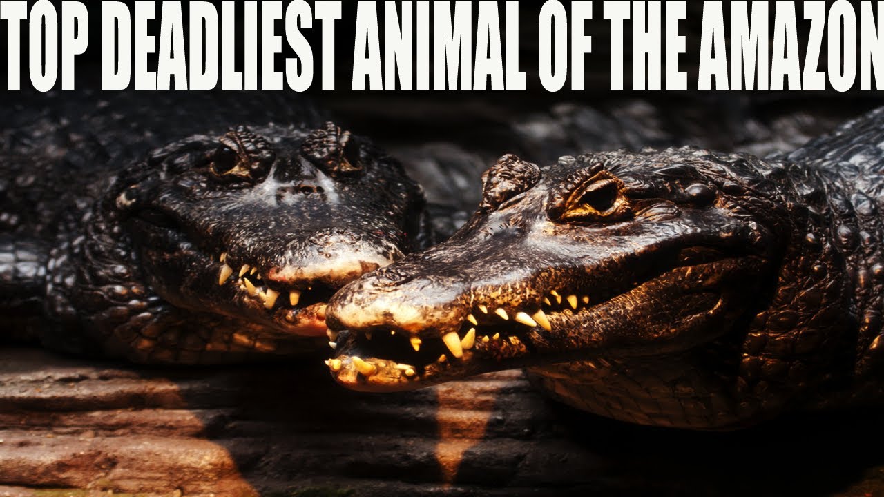 TOP 10 DEADLIEST ANIMAL OF THE AMAZON FORESTThe Most Dangerous Animals