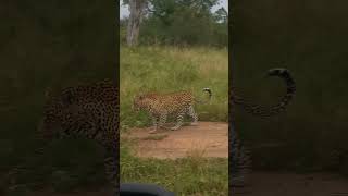 Leopards sightings at Umkumbe Safari River Lodge #safari