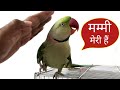 Pablo Parrot Love for Mummy - प्यारी मम्मी का बेटा