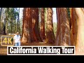 Walk through  Sequoias at General Grant Grove Trail in Kings Canyon National Park - California 4K