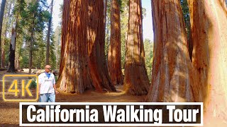 Walk through  Sequoias at General Grant Grove Trail in Kings Canyon National Park - California 4K