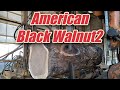 American Black walnut2