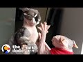 Hannah Hart's Hairless, Mama Cat Loves Biting Her New Brother | The Dodo You Know Me Now Meet My Pet