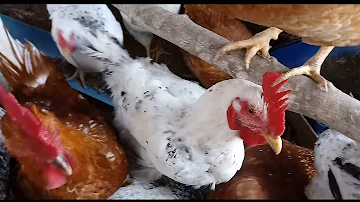 Qual o período de postura de uma galinha?