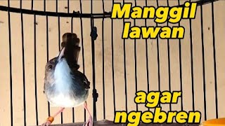 Ciblek kristal gacor ngebren variasi manggil lawan agar ngebren