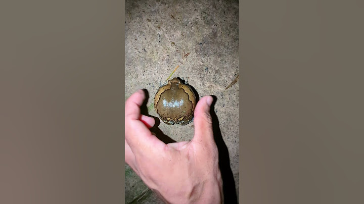 Catch a funny rain frog | Touch the frog to make a funny drum sound | funny friend froggy