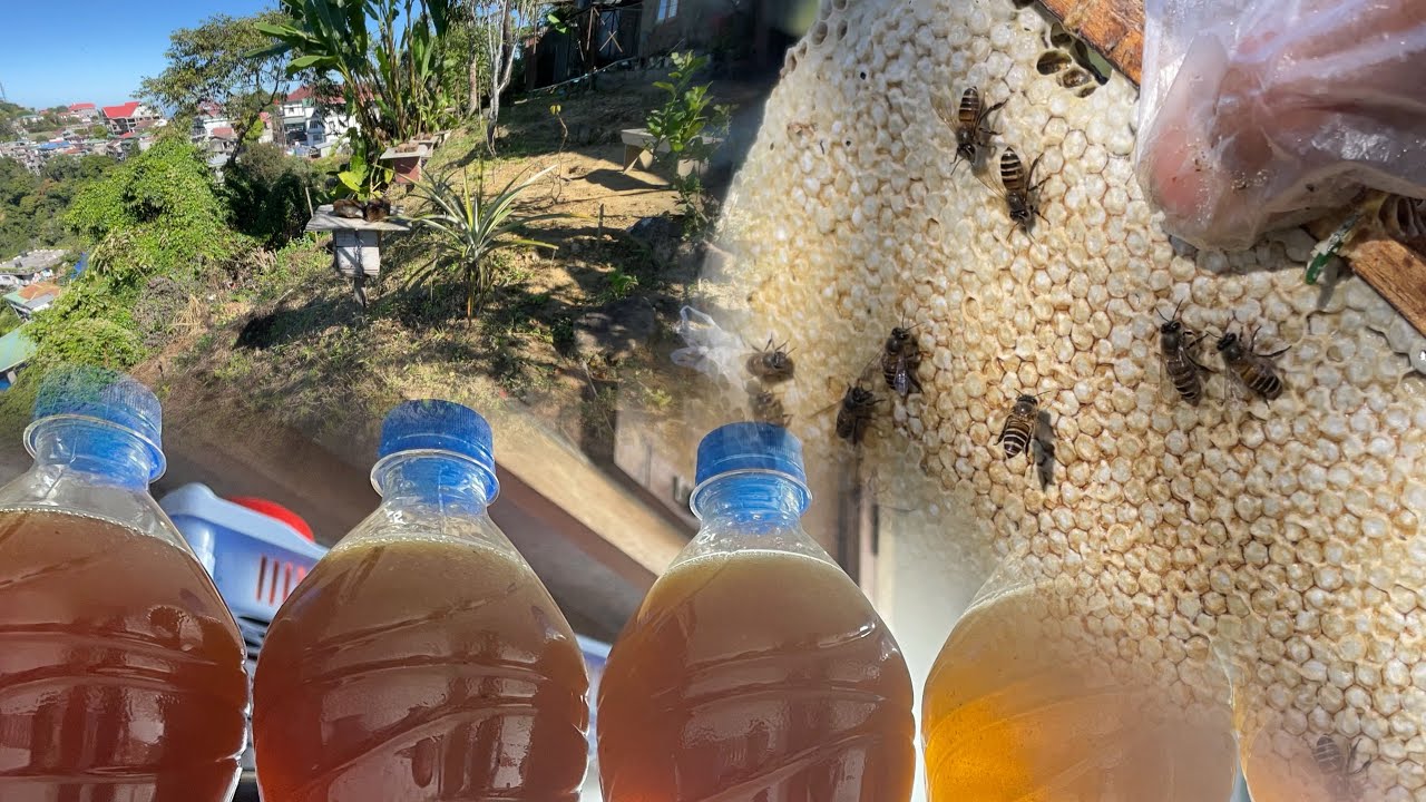 Christmas poked money tur  khuaizu/khawizu