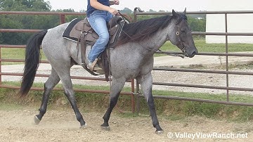 Birds Kaylees Shadow - walk, jog, stops! - ValleyViewRanch.net
