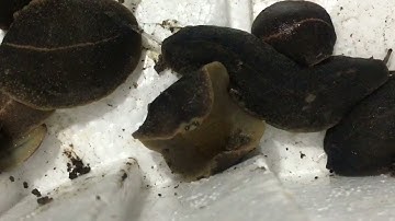 Con Sên Loài Bò Sát | ốc sên loài thân mềm không vỏ - động vật quanh ta