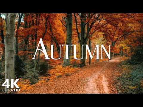 Autumn Forest Scene with Relaxing Piano Music for Stress Relief and Studying Scenic Relaxation