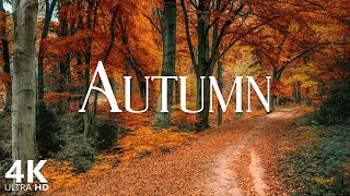 4k Autumn Forest Scene with Relaxing Piano Music for Stress Relief and Studying | Scenic Relaxation