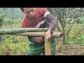 Trieu Khang built a tomato trellis and renovated the kitchen.