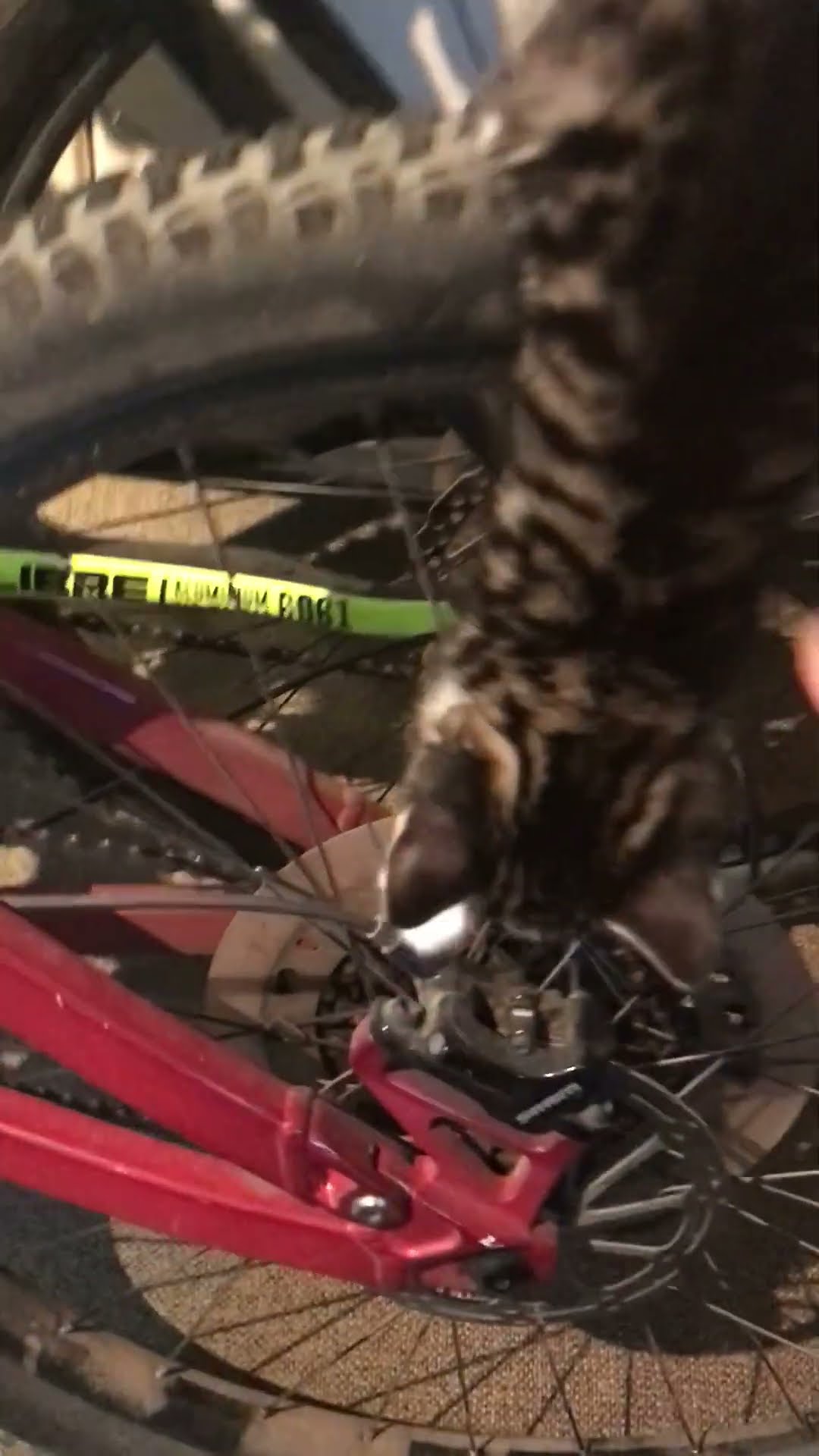 Kitten Claims the High Ground || ViralHog