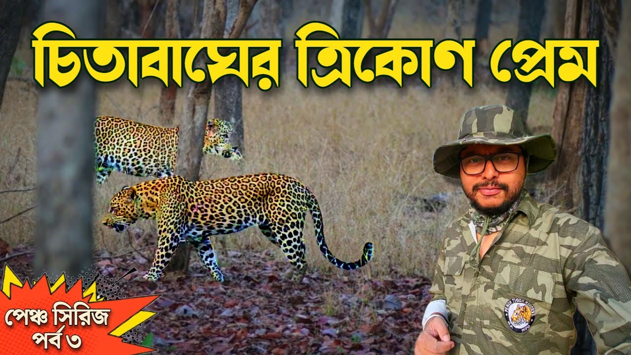 মোগলির পেঞ্চে জঙ্গল সাফারি করতে গিয়ে এরকম লেপার্ড সাইটিং হবে জীবনেও ভাবিনি