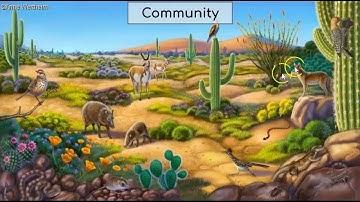 Ecosystems Vocabulary