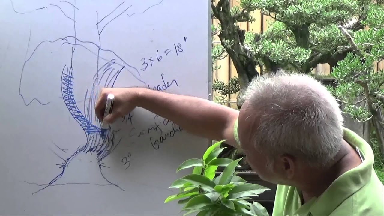 Bonsai Tutorials for Beginners How to Attain Trunk Taper YouTube
