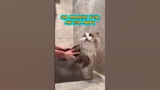 How to Bathe a Cat So It Doesn't Fight Back😻🤣#shortsfeed #shorts #cutecats