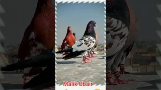 Kabootar ki video Pigeon birds Kabootar bazi #pigeon #shorts #short #youtubeshorts