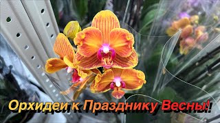 видео: Праздничная поставка | Обзор | Орхидеи-бабочки картинка: Праздничная поставка | Обзор | Орхидеи-бабочки