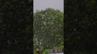 Dance of Mangoes in Rain #mangoes #rain #thunder #uttarpradesh
