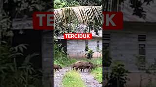 virall !!! puluhan babi hutan memasuki perkampungan di Padang Pariaman #viral#babingepet
