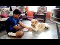 Labrador dog training, Tricks, Tarikere, Chikamaglore Labrador dog training, Tricks, Tarikere, Chikamaglore