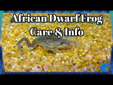 African Dwarf Frog Care and Information - Hymenochirus boettgeri - How To Keep African Dwarf Frogs