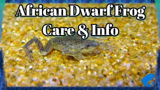 African Dwarf Frog Care and Information - Hymenochirus boettgeri - How To Keep African Dwarf Frogs