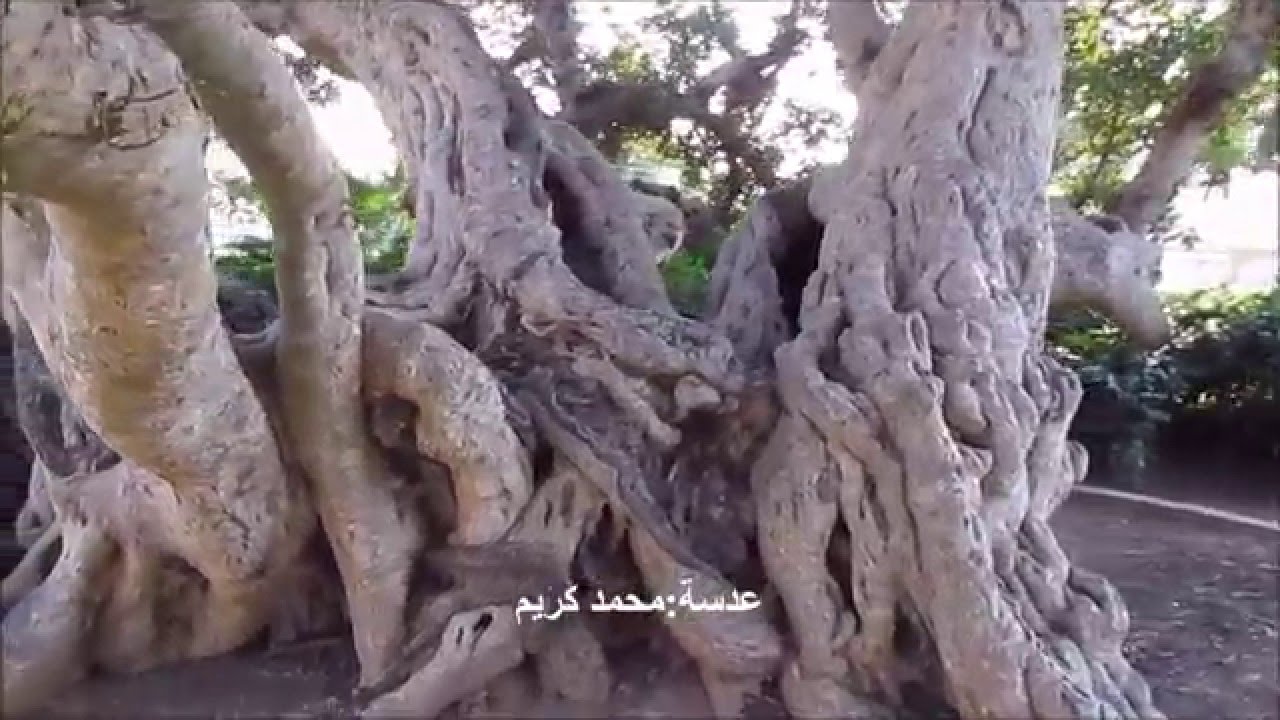 من أكبر الأشجار في فلسطين جميزة ام خالد شجرة معمرة جدا 1200 عام