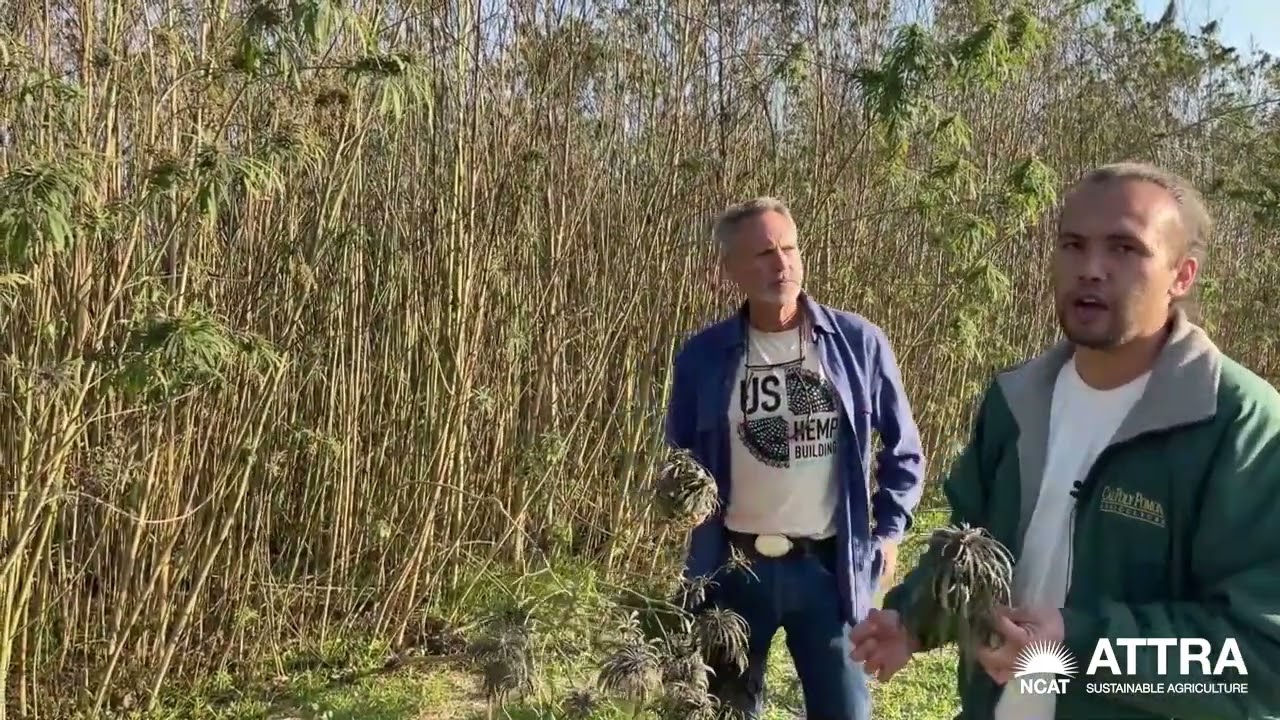 Growing Hemp for Seed Production in California's San Joaquin Valley