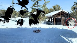 Grizzly & Wolf Discovery Center In West Yellowstone Montana