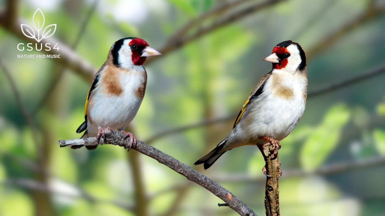 Birds Singing - 11 Hours Relaxing Bird Sounds for Study, Deep Focus ...