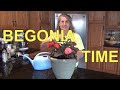 Planting Begonia Plants in Containers ??/ Begonia Care - Tips ?