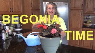 Planting Begonia Plants in Containers 🌺/ Begonia Care - Tips ❤