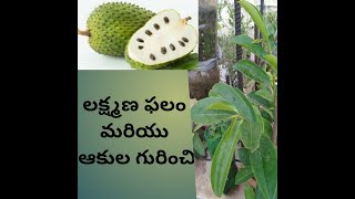 Lakshman Phal(Soursop) and leaves Uses