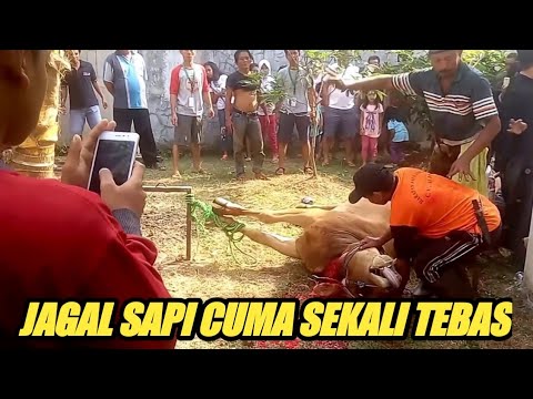Proses Penyembelihan Hewan Qurban - Hari Raya Idul Adha 2017