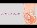 الشهر الخامس من الحمل: شكل الجنين, أعراض الحمل و نصائح مهمة للحامل في الشهر الخامس