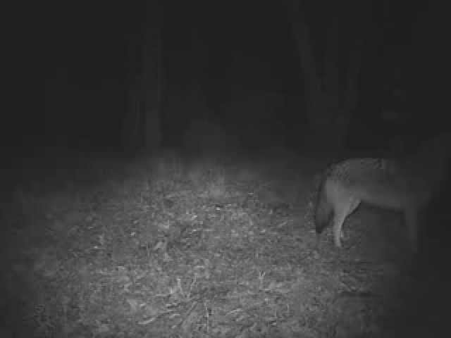 Как появился первый гибрид койота с волком и почему их уже миллион? Секрет выживания койволков. Фото.