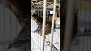 jalan jalan jemput cindilan #kicaumania #anismerah