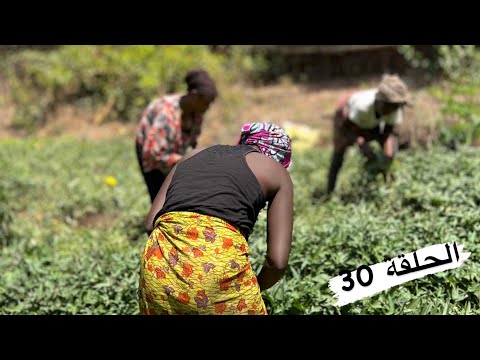 عشت اجواء مع الفلاحين في افريقيا غينيا كوناكري 