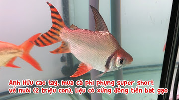 Anh Hữu cao tay, mua cá phi phụng super short về nuôi (2 triệu/con), liệu có xứng đồng tiền bát gạo?