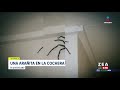 Descubren araña gigante en la cochera de su casa | Noticias con Francisco Zea