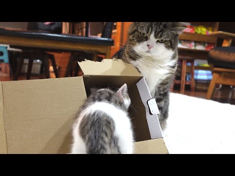 子ねこの箱が羨ましい大きなねこ。-Maru envies the kitten's box.-